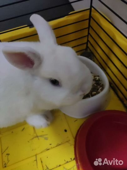 Карликовый кролик