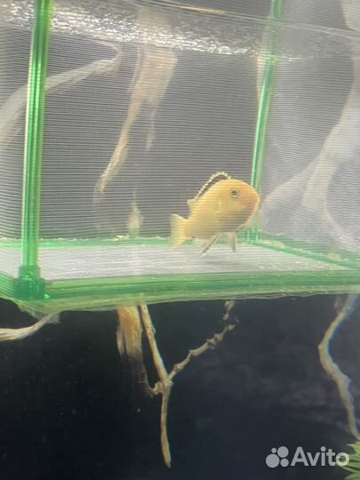 Малавийские цихлиды еллоу, мальки