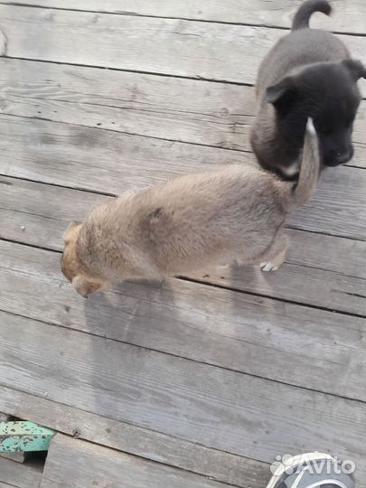 Щенок в добрые руки