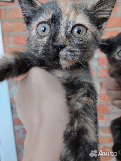 Кошки в добрые руки бесплатно