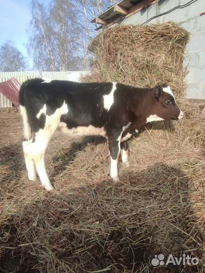 Телочка, овцы, бараны, ягнята