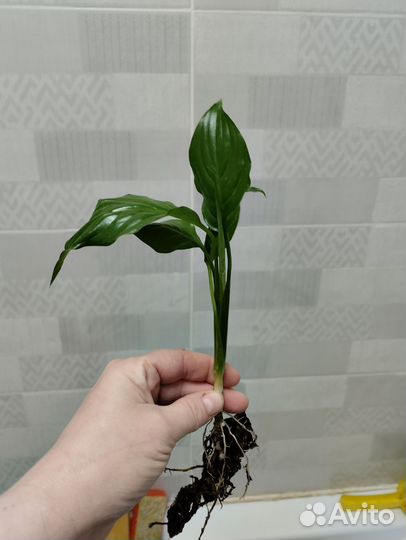 Антуриум и Спатифиллум(мужское и женское счастье)