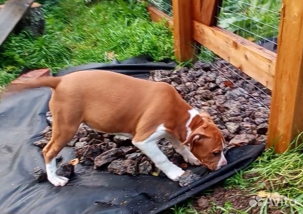 Щенки амстаффа, девочки