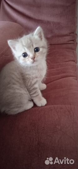 Британская