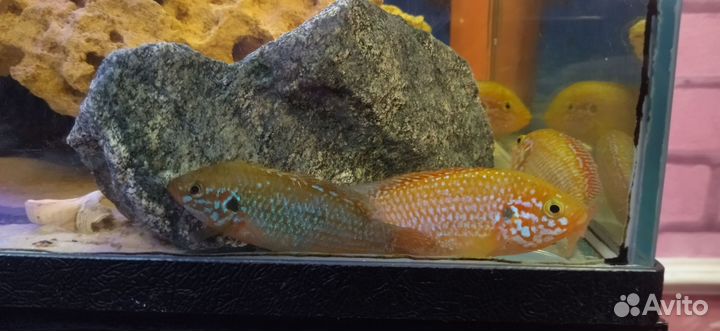 Хромис красавец