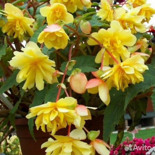 Бегонии ампельные