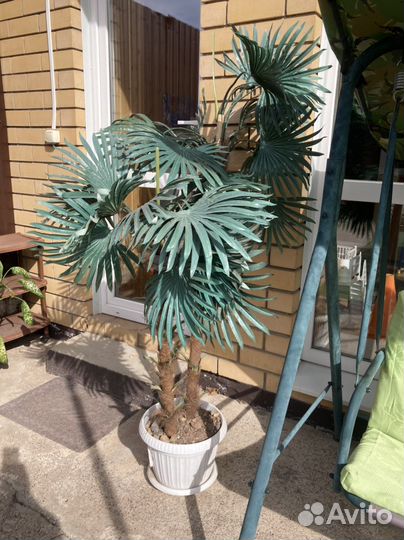 Искусственная пальма