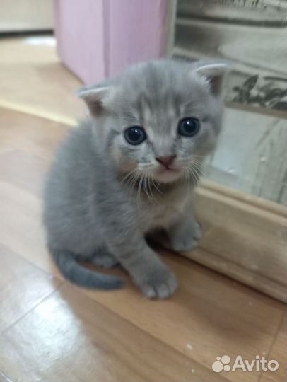 Вислоухая кошечка