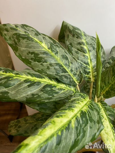 Аглаонема пикок