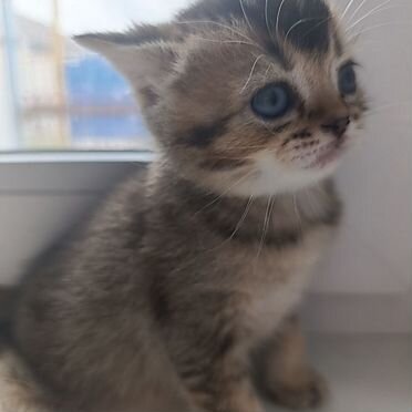 Шотландский вислоухий короткошёрстный котёнок