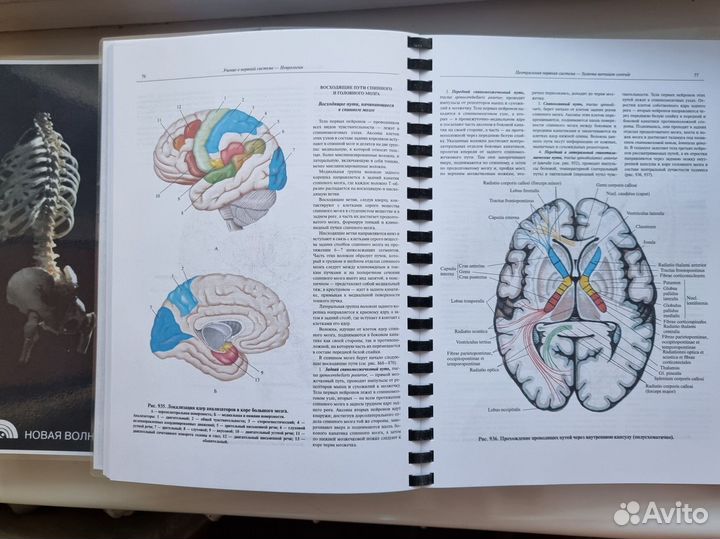 Атлас анатомии человека синельников 4 тома