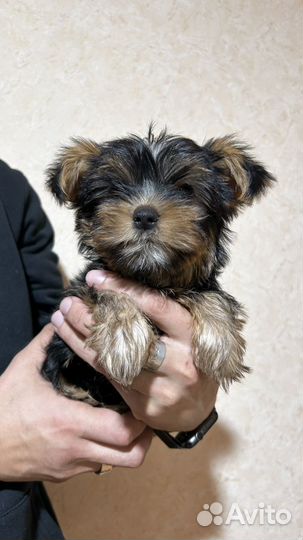 Йоркширский терьер щенки девочки