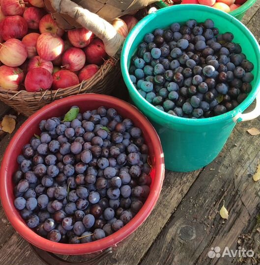 Саженцы сливы