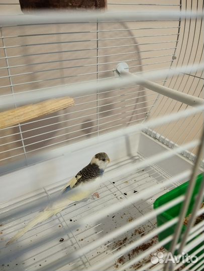 Волнистый попугай с клеткой