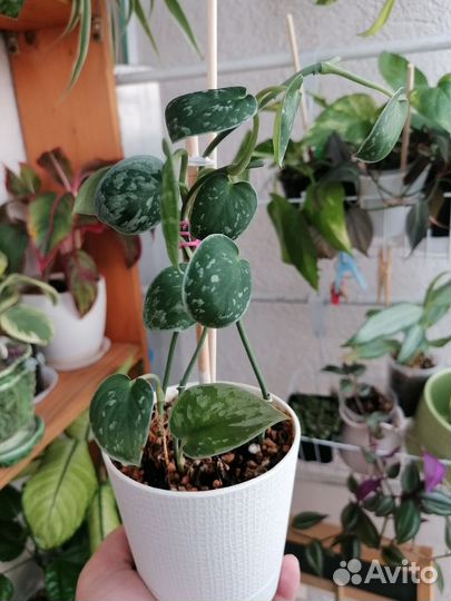 Сциндапсус Пиктус