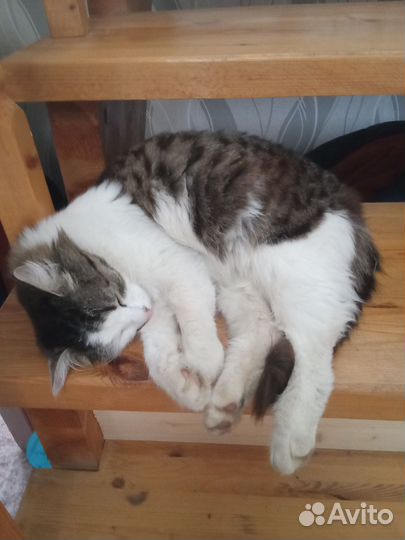 Кошки в добрые руки