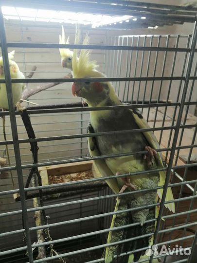 Попугаи кореллы молодые