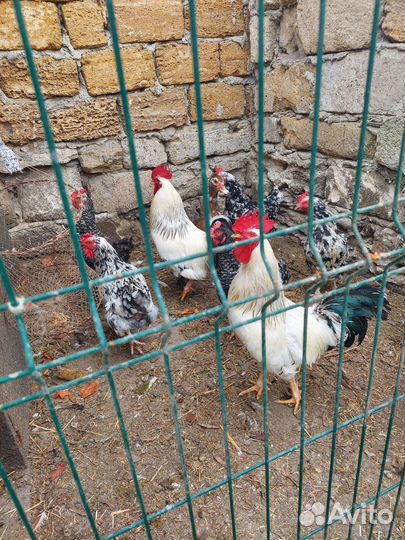 Молодые петухи