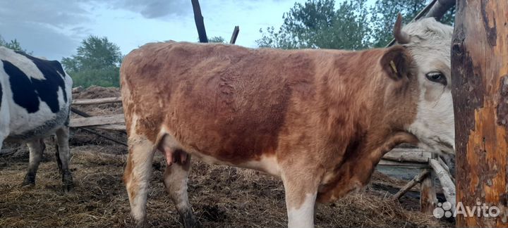 Коровы дойные
