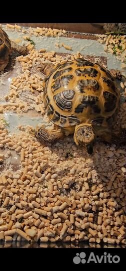 Черепаха сухопутная
