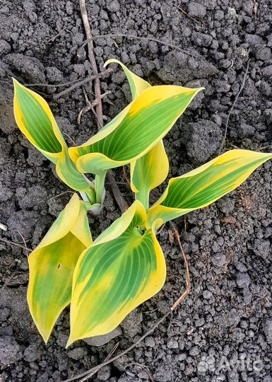 Хосты под заказ, более 40 сортов