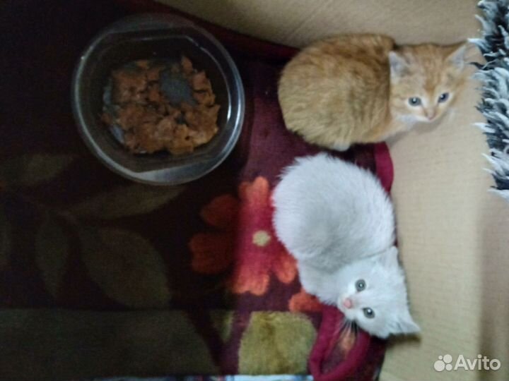 Котёнки в добрые руки