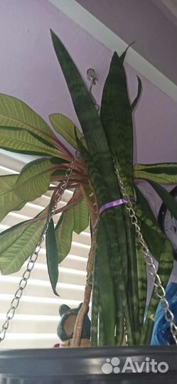 Растение Сансевиерия