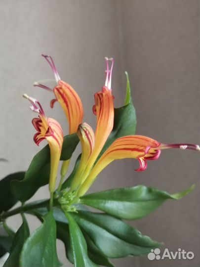 Эсхинантус Жар-птица