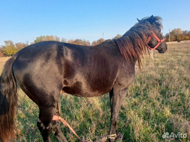 Кобыла/Жеребец