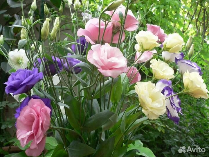 Эустома, цветы, рассада