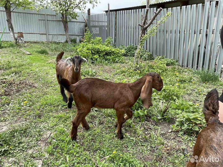 Козлики и козочка