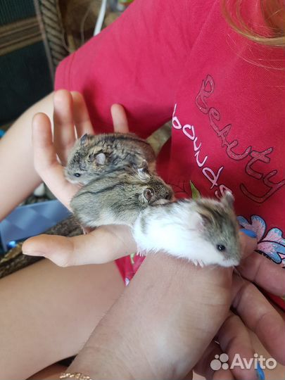 Джунгарский хомяк бесплатно