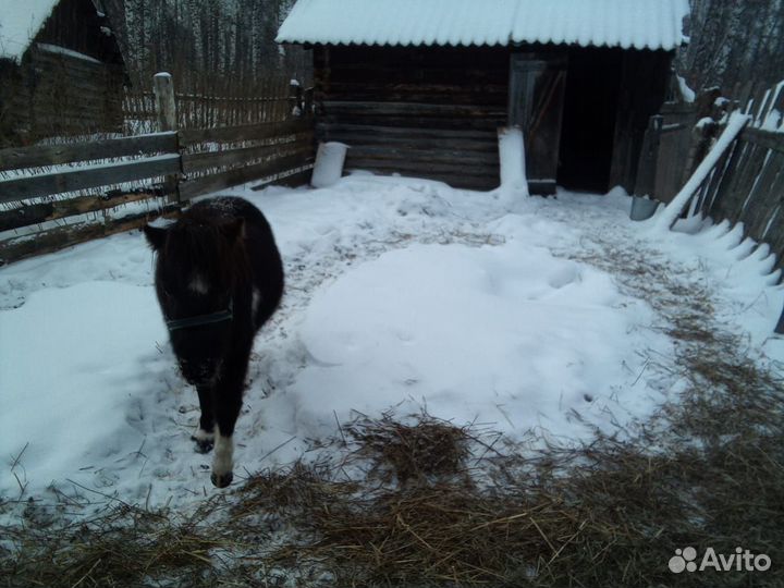 Продам пони Лаура