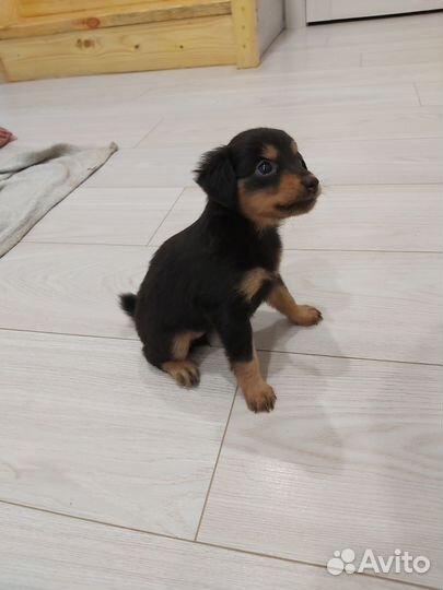 Маленькая собака