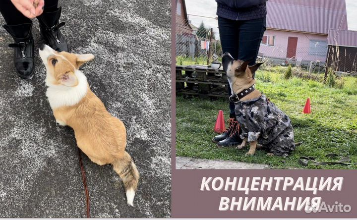 Дрессировка собак, кинолог