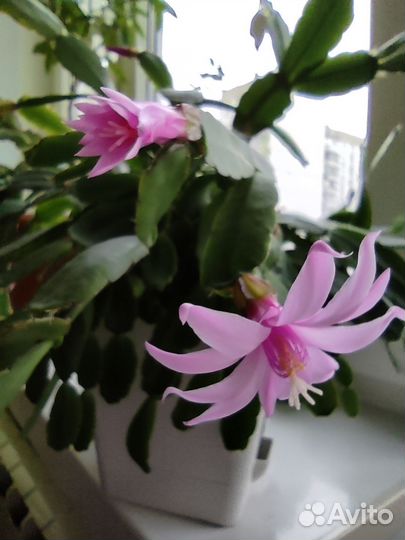 Рипсалидопсис(Пасхальник) -цветущий в горшке