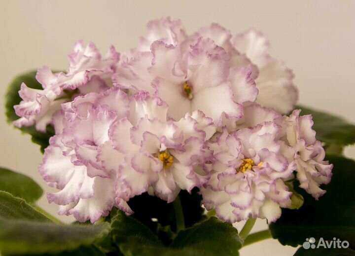 Сенполия ав сказочные георгины. Фиалка ав сказочные георгины. Ав сказочные георгины фиалка фото и описание сорта. Фиалка сказочные георгины. Фиалка сказочные георгины.