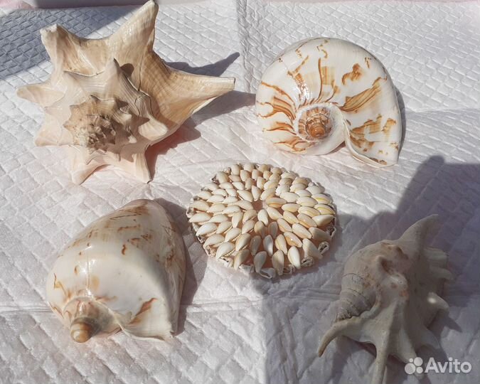 Морские ракушки раковины