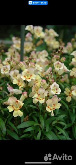 Антурринум (львиный зев) Биотехника