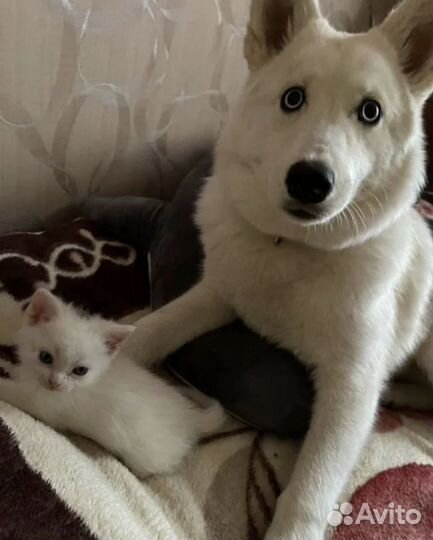 Щенки хаски