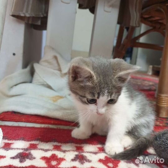 Кошка котенок