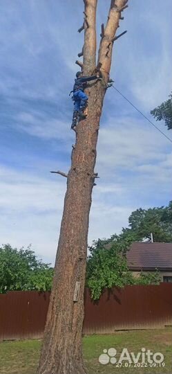 Спилим деревья. Покос травы. Удалим осиные гнезда