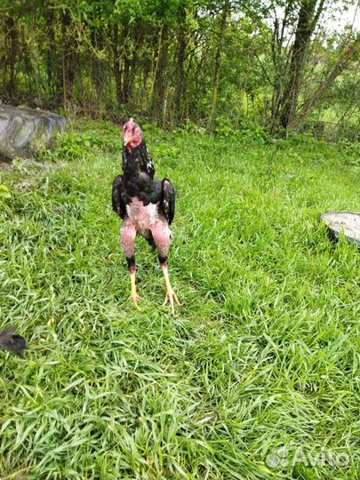 Куры и петухи