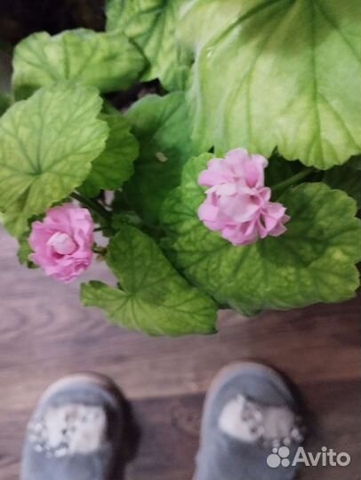 Цветы пеларгония,фикусы,иписция,герань тульпанка