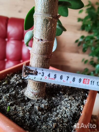 Денежное дерево