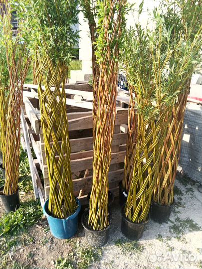 Деревья из плетёной ивы