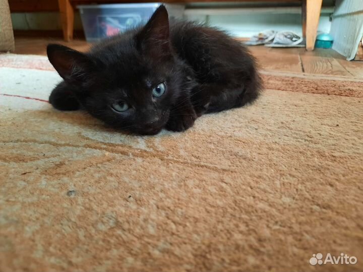 Черный котенок