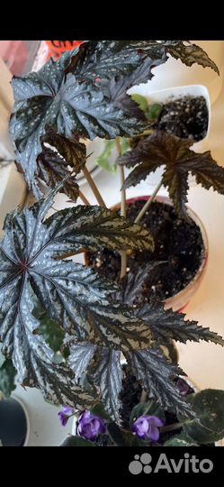 Бегония Грифон