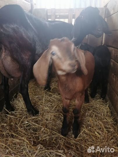 Нубийские козлята и коза