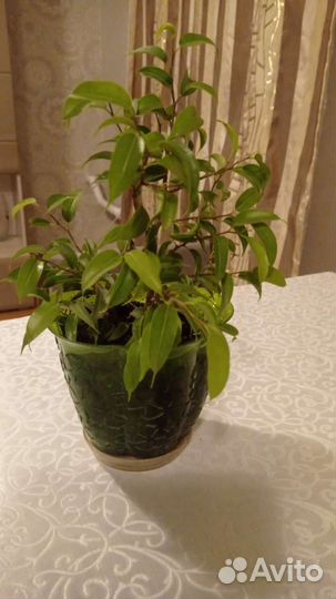 Фикус бенджамина наташа